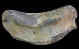 Hadrosaur (Duck-Billed Dinosaur) Toe Bone - Montana #66469-1